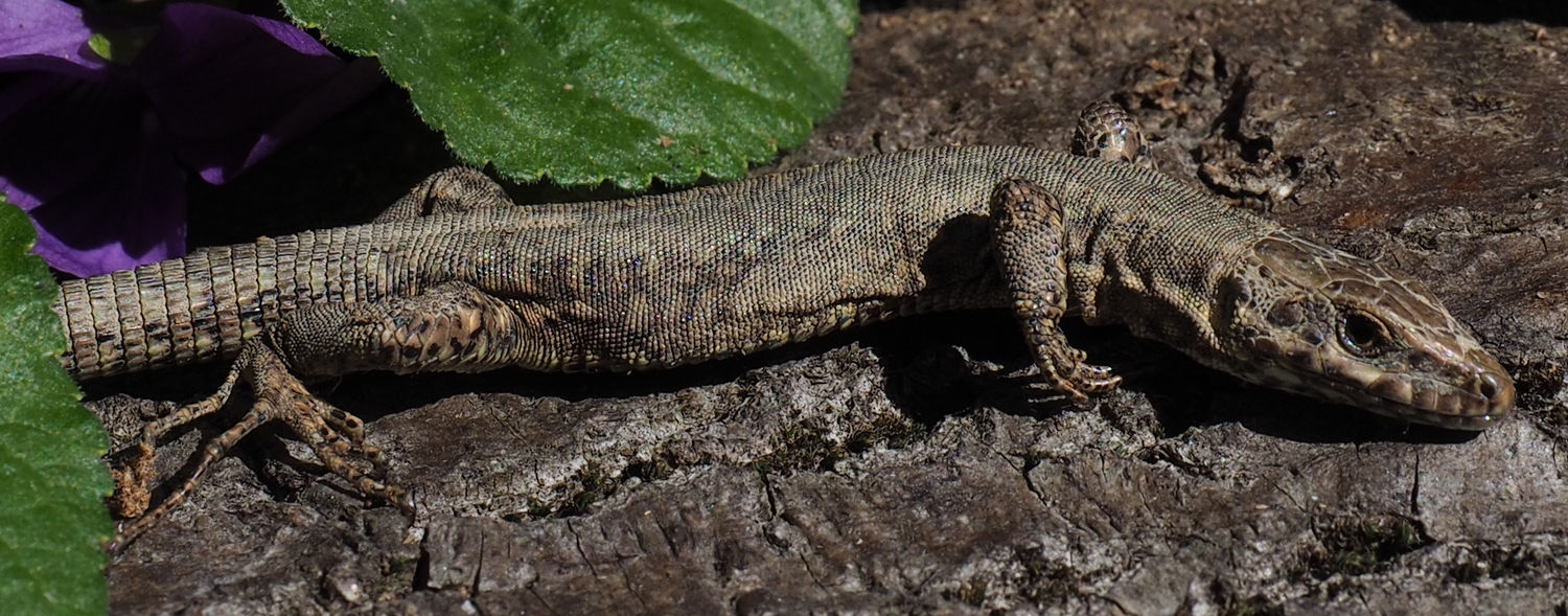 Lucertola:  Podarcis muralis